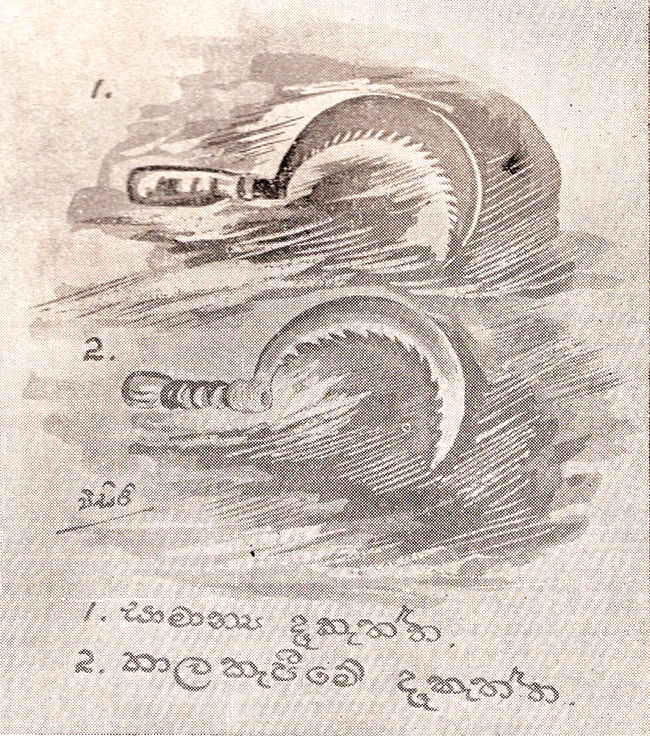 කොහොඹ පෝරුව උකුණුගහ සහ කටුමානත්ත