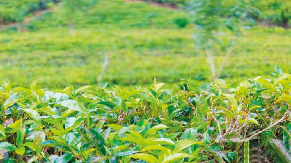 පොහොර කඩේ මුදලාලිගෙන් උපදෙස් ගන්න බුරුතු පිටින් ගොවිතැන අත්හරින අපේ කෘෂිකර්මාන්තය