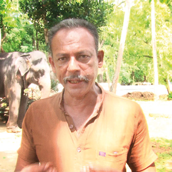 හිතන තරම් ලේසි නැති අලි බැලිල්ල