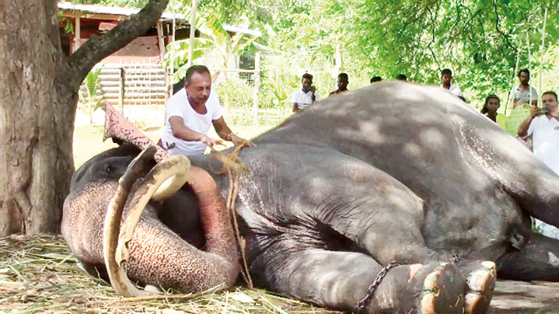 හිතන තරම් ලේසි නැති අලි බැලිල්ල