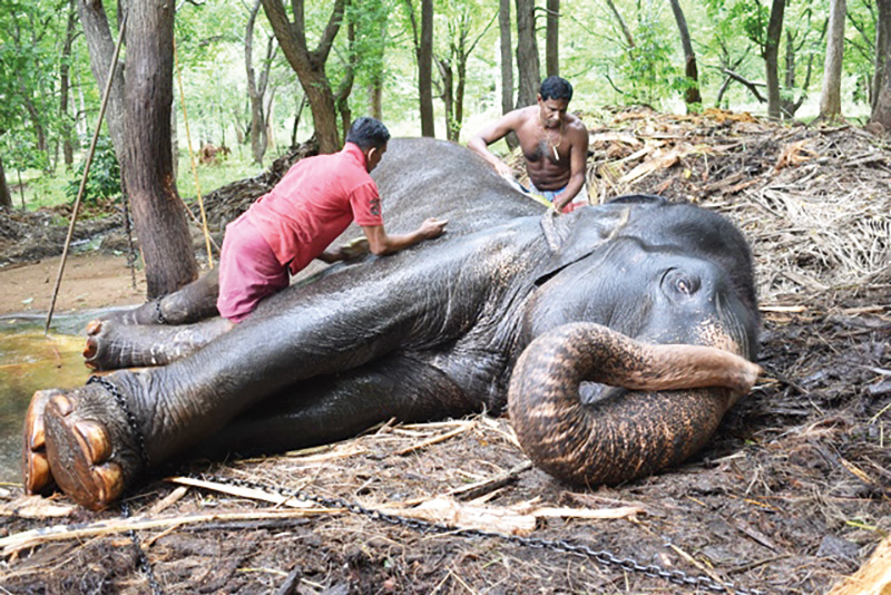 හිතන තරම් ලේසි නැති අලි බැලිල්ල