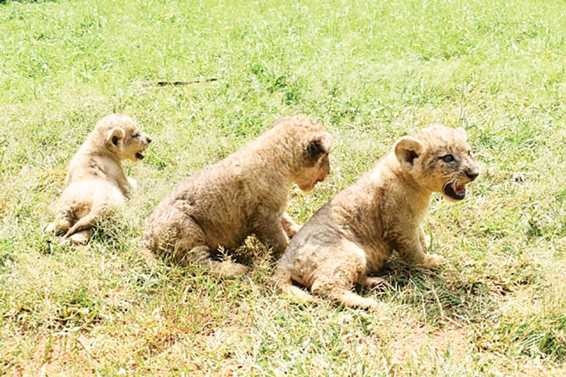 ලාරයි ඩෝරයි දෙන්නම අම්මලා