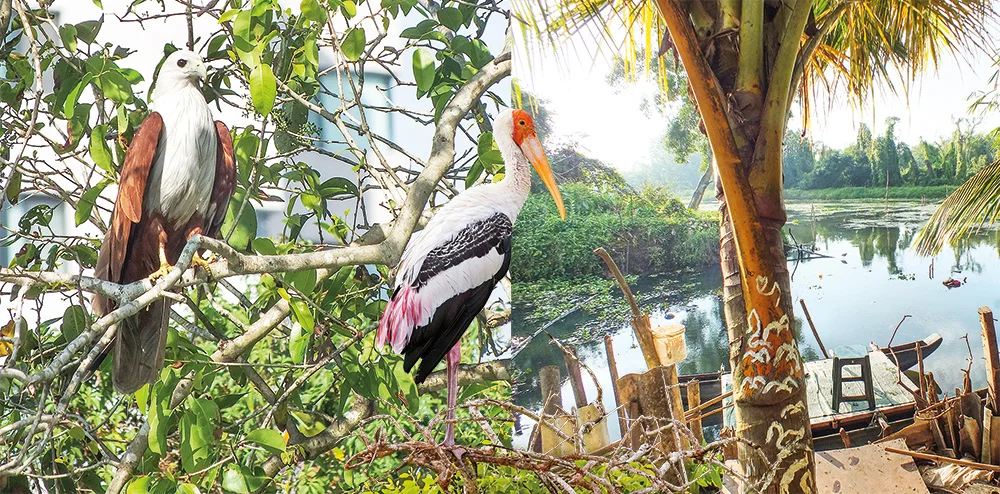 ගොතටුව තෙත්බිම් උයනේ අසිරිය විඳිමු