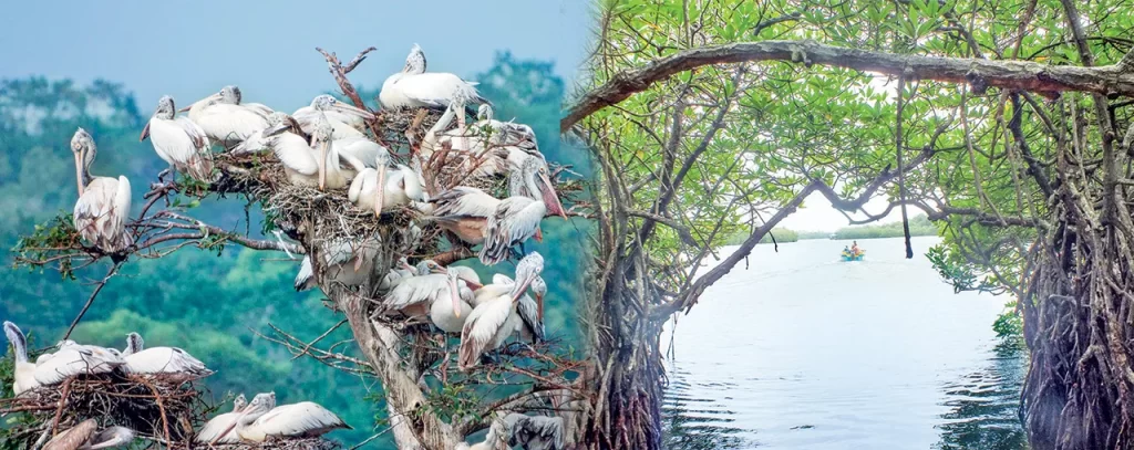 ගොතටුව තෙත්බිම් උයනේ තෙත්බිම් දින සැමරේ