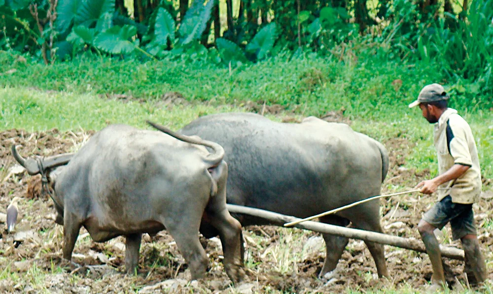 ඉවර නොවන ගොවි ගැටලු…අපනයන කෘෂි කර්මාන්තයෙන් ඔබ්බට