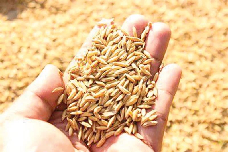 ඉවර නොවන ගොවි ගැටලු…අපනයන කෘෂි කර්මාන්තයෙන් ඔබ්බට